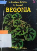 Begonia